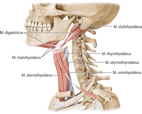 Image Description Medical Anatomy Neck Muscle Anatomy Human Anatomy