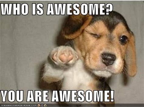 Who Is Awesome You Are Awesome Funny Animal Memes Funny