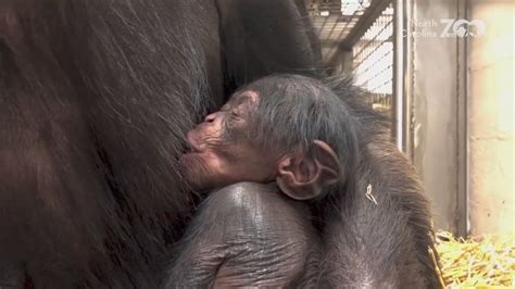 New Chimp Born At North Carolina Zoo
