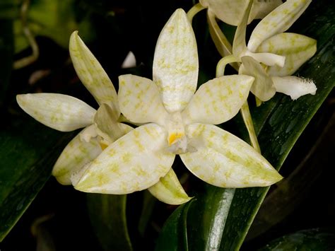 Phalaenopsis Hieroglyphica Alba Orchideen Wichmann