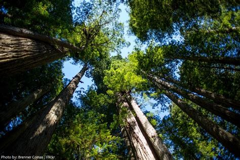Interesting Facts About Redwood National And State Parks Just Fun Facts