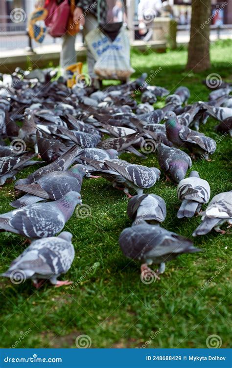 A Flock Of Pigeons In The Park Stock Image Image Of Lawn Pigeon