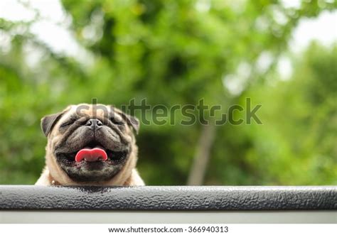 Happy Pug Dog Face Pug Dog Stock Photo 366940313 Shutterstock