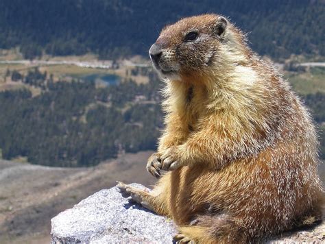 Pin by EIAN F on Animals =o= | Animals that hibernate, Marmot, Animals