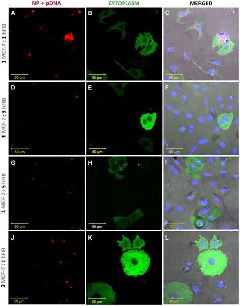 Confocal Laser Scanning Microscopy Images Of Nanoparticle Cellular