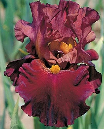 Lazy Gardeners Guide How To Grow Irises Suburbs 101