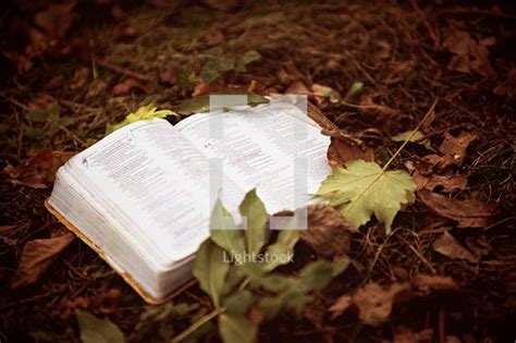 A Bible In Fall Leaves — Photo — Lightstock
