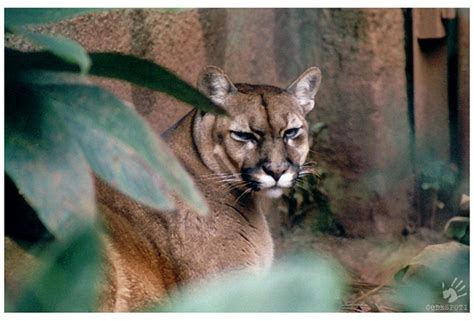 Puma Puma Suçuarana Felis Concolor Em Português Este Flickr
