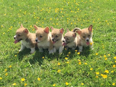 Welsh Corgi Puppies For Sale Browns Summit Nc 287485
