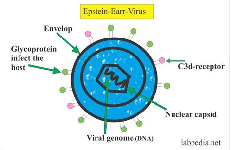 Epstein Barr Virus Ebv Infectious Mononucleosis