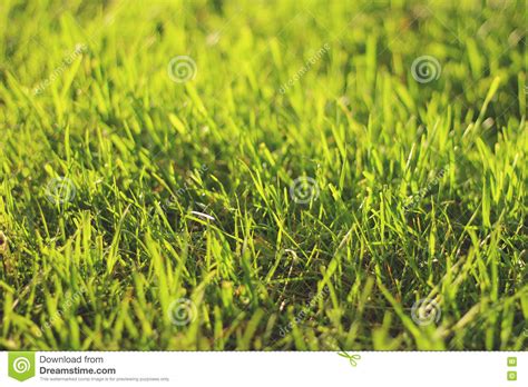 Green Grass Shot In Sunset Bokeh Stock Image Image Of Fresh
