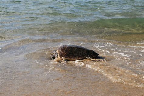 Cephalonia Healed Sea Turtle Returns To Its Natural