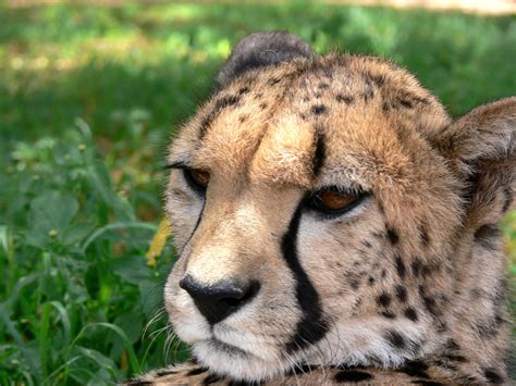 Cheetah Head Free Stock Photo - Public Domain Pictures