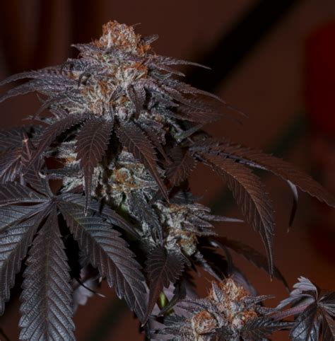 Buy Blackberry Kush Seeds At The Best Seed Banks Online