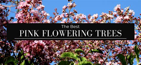 The Best Pink Flowering Trees