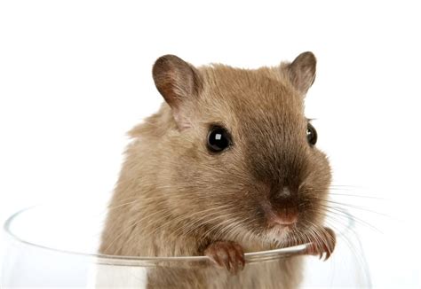 Free Image On Pixabay Animal Brown Creature Critter Hamsters As Pets Pet Mice Animals