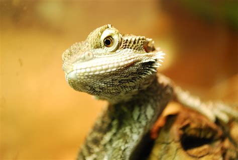 Have A Bearded Dragon Pet Lizards Reptiles Cutest Animals On Earth