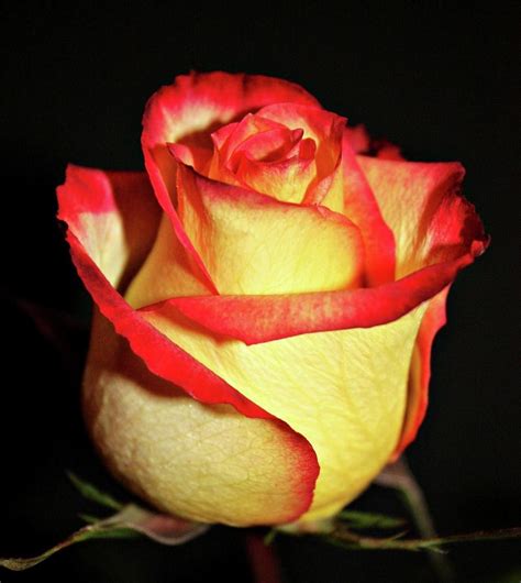 Two Tone Rose By Cathie Tyler
