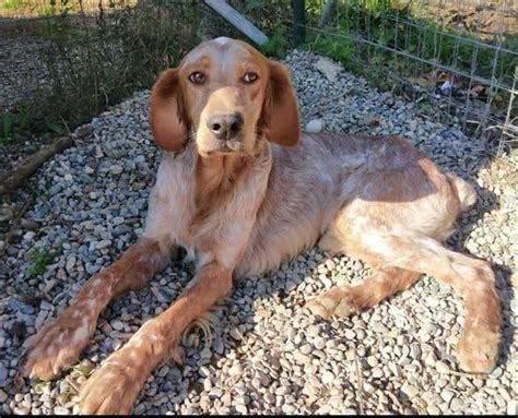 For more information and source, see on this link : English Setter Rüde 5 Jahre Orange Belton