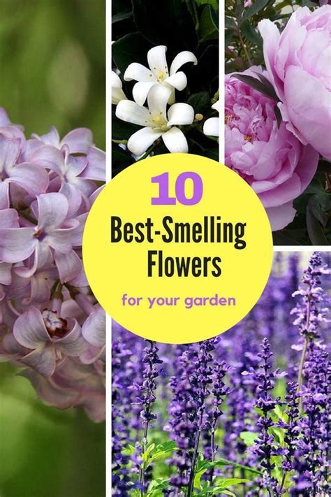 These 10 Flowers Are Some Of The Best Smelling Plants That You Can Grow