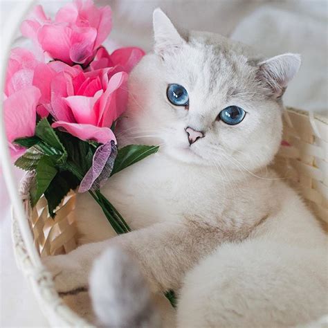 14 Amazing Facts About Siamese Cats Page 2 Of 3 Petpress