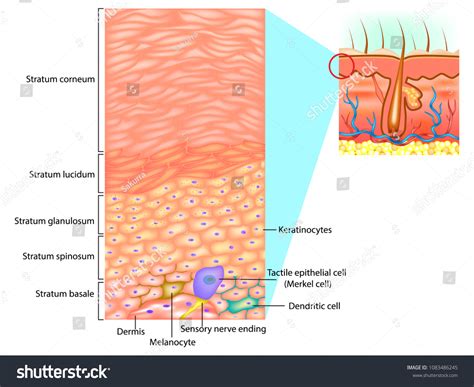 Epidermal Cells Layers Epidermis This Illustration Stock Vector