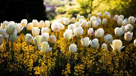 White Tulips And Yellow Flowers Pictures Photos And Images For Facebook