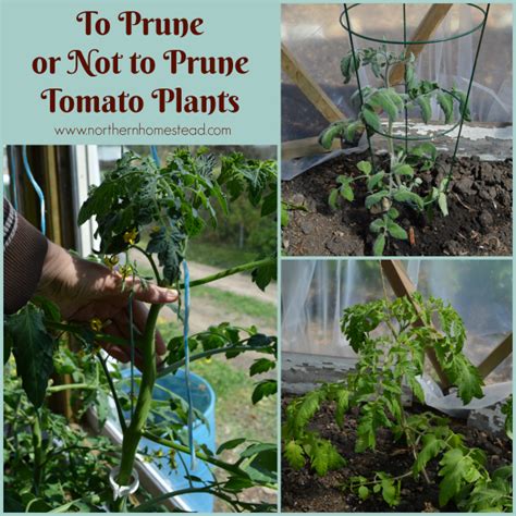 To Prune Or Not To Prune Tomato Plants Northern Homestead