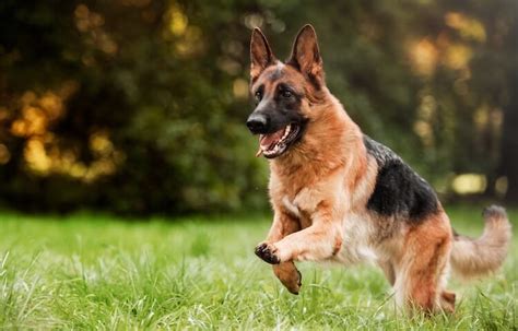 The german shepherd dog is a natural protector and so adaptable and intelligent that he has performed just about every job known to dog. 120+ Cute and Perfect Female German Shepherd Names - My ...