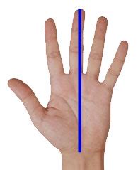 Steps on how to measure your hand size for the perfect glove fit. HSE - Skin at work: Glove sizes