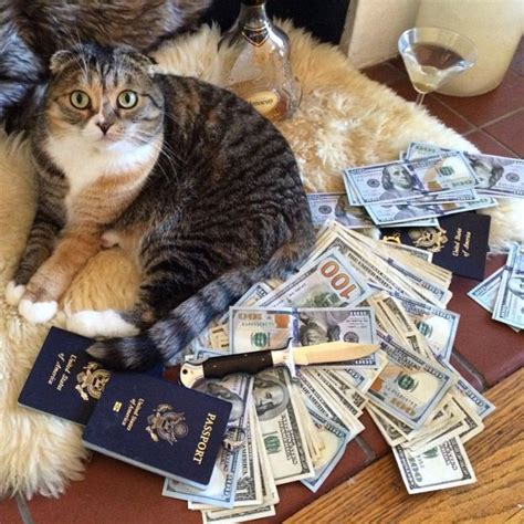 Rich Gangster Cats Flexing Their Wealth Cat Pose Cats Cat Spray