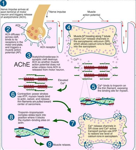 Sliding Filament Theory Of Muscle Contraction Online Biology Notes