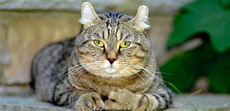 Pets Tutorial The Highlander Cat Breed Pictures Information