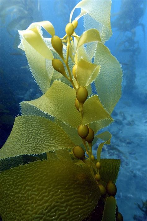 Seaweed Ocean Plants Underwater Plants Underwater World Forest