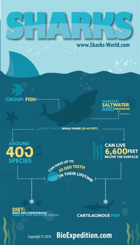 Sharks Infographic Animal Facts And Information