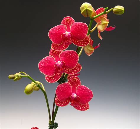 Doritaenopsis Taida Salu Alisan The Red Orchid A Phalaenopsis Orchid That Produces Red