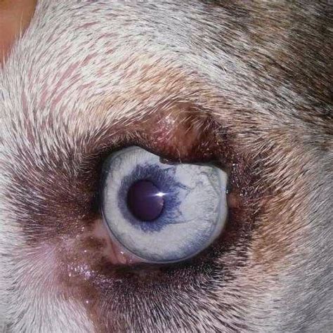 Meibomian Cyst Cat Eye Problems Dog Eyes Dog Cat