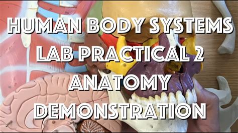 Human Body Systems Lab Practical 2 Anatomy Youtube