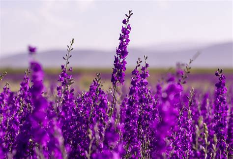 Berikut Adalah Cara Menanam Serta Merawat Bunga Lavender Mari Simak