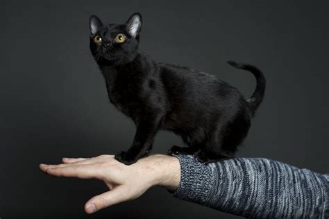 We suggest you get acquainted with our pets in this catalogue. Bombay cat price range. Bombay cost? Where to buy Bombay ...