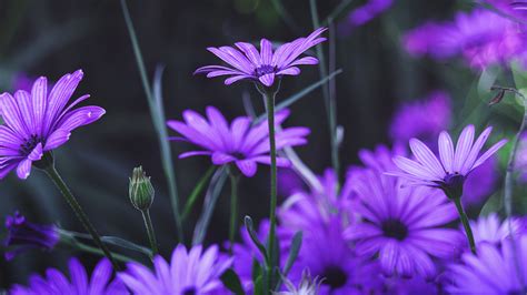 Download 3840x2160 Wallpaper Garden Flowers Purple Daisy Bloom 4k Uhd 169 Widescreen