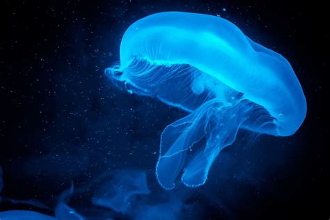 3840x2160px Free Download Hd Wallpaper Jellyfish Animal