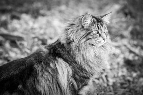 Purebred Norwegian Forest Cat In Wilderness Stock Photo Image Of