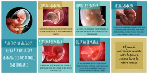 Aspectos De La 4ta Hasta La 8va Semana Del Desarrollo Embrionario