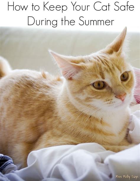 How To Keep Your Cat Safe During The Summer Cat Safe Cats Cat Illnesses