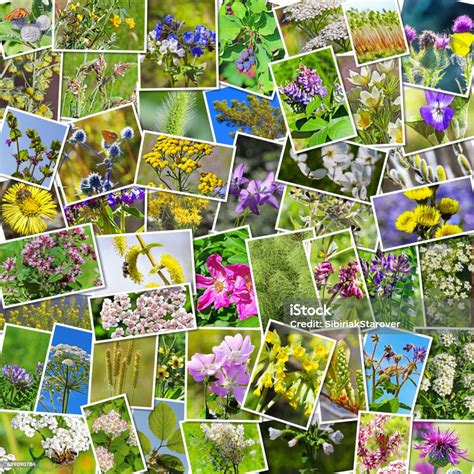 Collage Of Photos Of Medicinal Plants Stock Photo Download Image Now