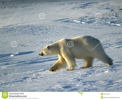 Polar Bear King Of The Arctic Royalty Free Stock Photo