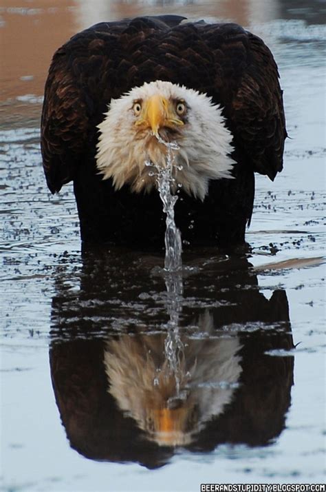 Beer And Stupidity As Majestic As Eagles Are They Sure Have Their Off