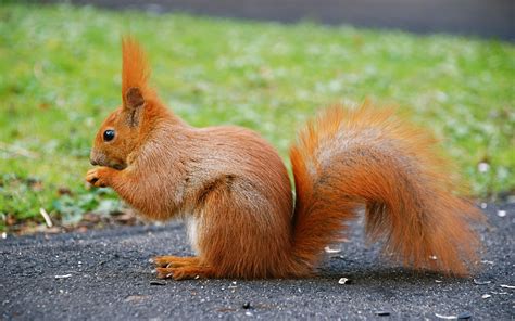 Wallpaper Cute Animal Red Squirrel Tail 2560x1600 Hd Picture Image