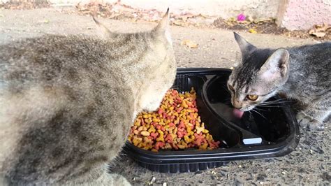 Feeding Feral Cats Jeddah Ksa Youtube